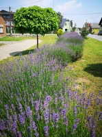 IMG-1388bdd557edb99fb3a3b35c854f8c4d-V