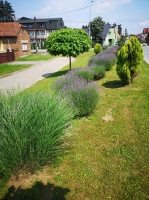 IMG-b12a342c1d956426c510bb0431169b14-V
